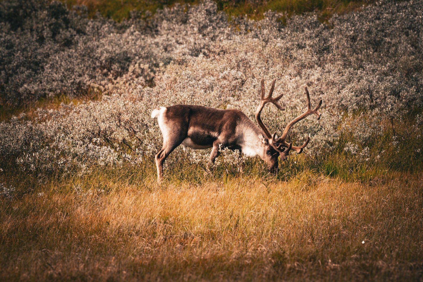 Rentier im goldenen Abendlicht zwischen Gräsern und heller Vegetation.